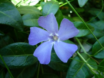 Vinca Blüte.JPG