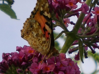 RSCN50880001.JPG
