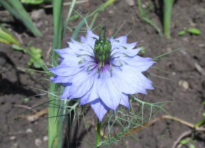 Nigella.JPG