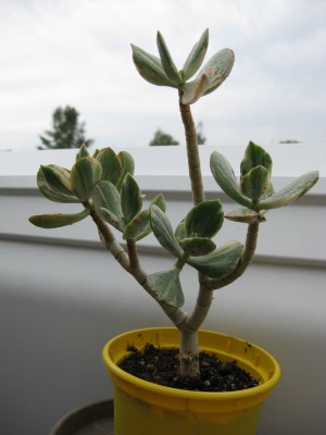 Bild 037_600x800.jpg