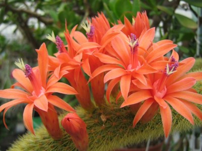 Hildewintera aureispina IMG_1233.jpg