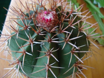 Kaktus b.jpg