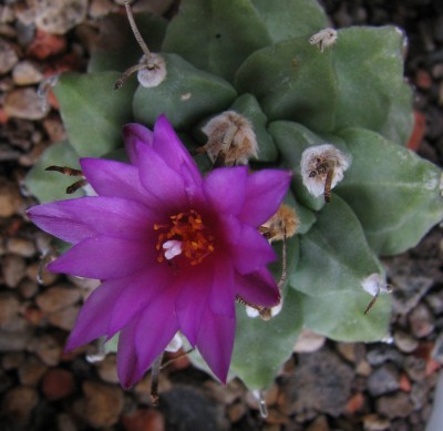 IMG_1743 Turbinicarpus alonsoi 02.jpg