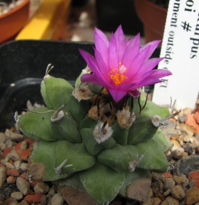 IMG_1741 Turbinicarpus alonsoi 01.jpg
