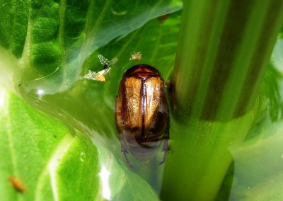 04.07.2009 kardenfalle für junikäfer.jpg