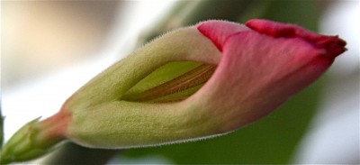 IMG_5907.jpg