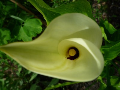 Calla black eyed beauty2.JPG