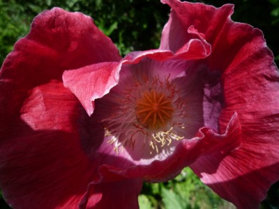 Mohn2.JPG