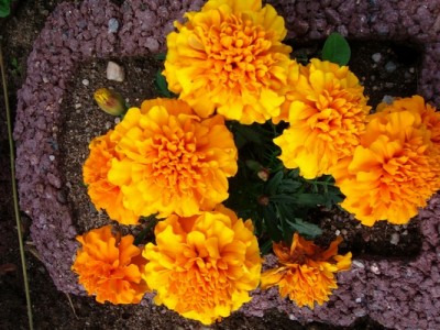Tagetes-orange.JPG