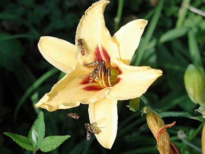 Schwebfliegen viele1.jpg