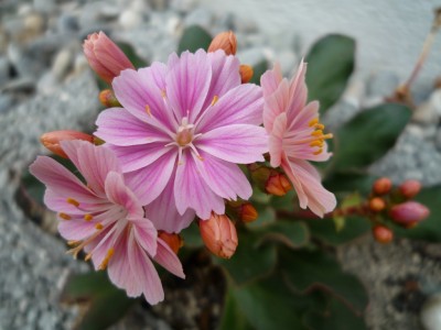 Lewisia cotyledon Blütenpracht.JPG