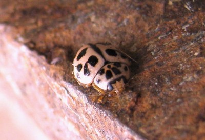 rosafarbener marienkäfer.jpg