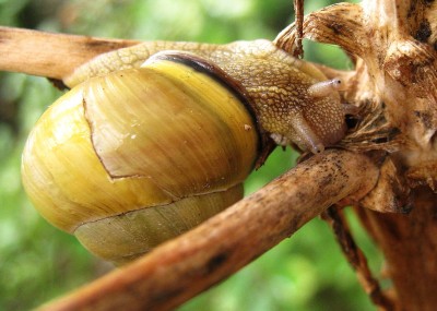 23.07.2009 fritillaria.jpg