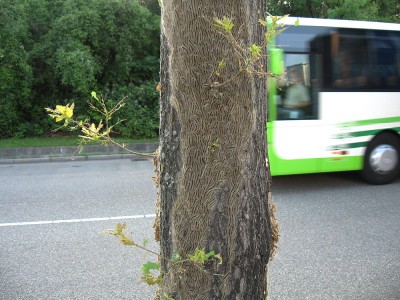 Hafenbahnstr a-1.jpg