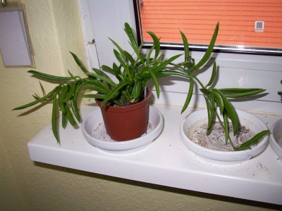 Dischidiaparasitica.jpg