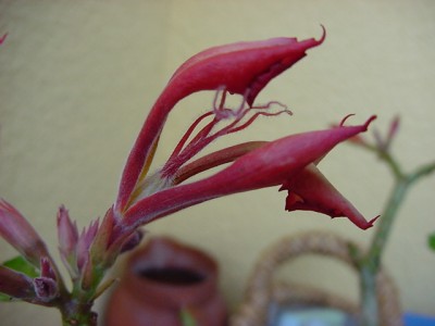 DSC00315.JPG