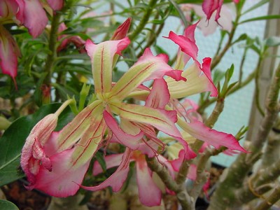 DSC00312.JPG