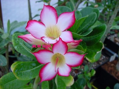 DSC00304.JPG