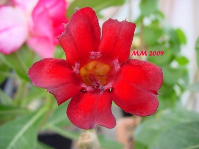 DSC00302.JPG