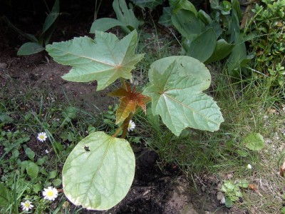 Rizinus communis - Wunderbaum.JPG