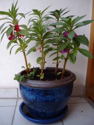 Impatiens_Topf_0537.jpg