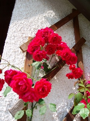 Kletterrose-rot-1.JPG