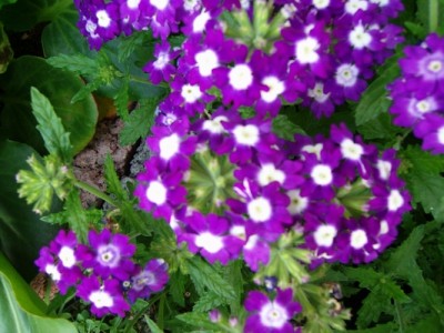 Verbene-lila-weiß-1.JPG