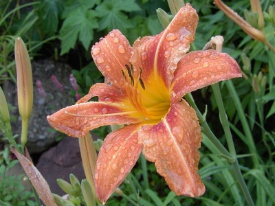 Taglilie - Hemerocallis fulva.JPG