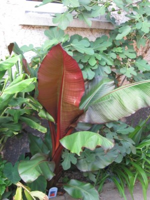 Ensete Maurellii.jpg