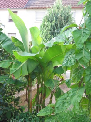 Musa-TAmarillo.jpg