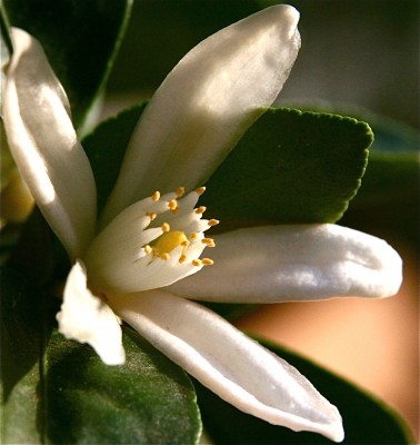 Blüte.jpg