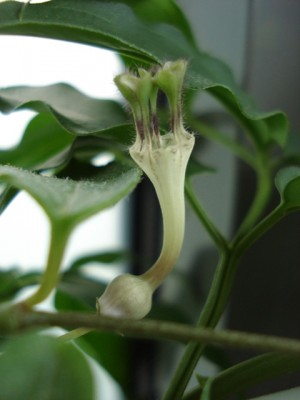 Blüte Ceropegia rendallii.jpg
