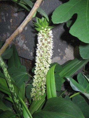 Annanasblüte 2.jpg