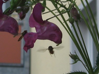 IMG_6402.JPG