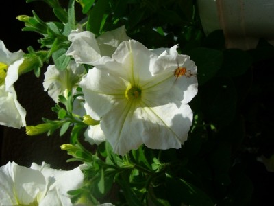 Schwebfliege-Petunie.JPG