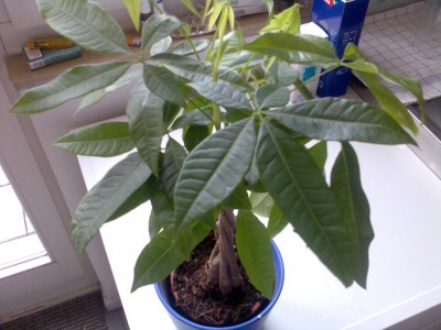 Welche Pflanze mit hanfähnlichen Blättern habe ich hier? ·  Pflanzenbestimmung & Pflanzensuche · GREEN24 Pflanzen & Garten Forum