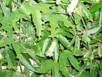 P1010002.JPG