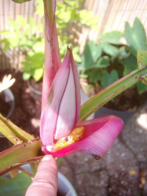Velutina 007.JPG