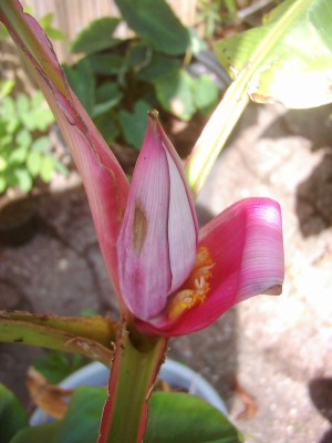Velutina 001.JPG