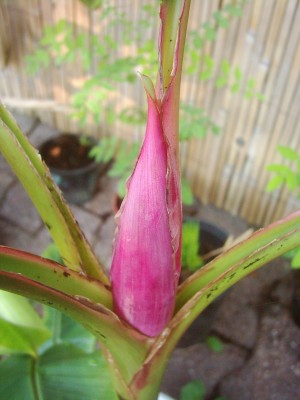 Velutina 001.JPG