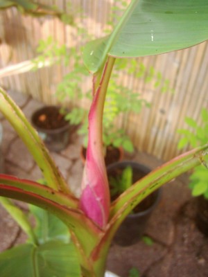 Velutina 015.JPG