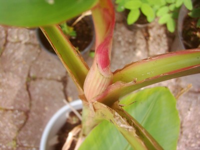 Velutina 002.JPG