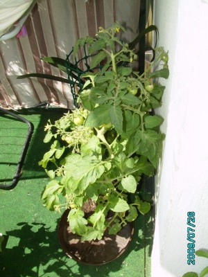 PICT0546.JPG