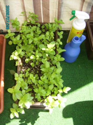 PICT0548.JPG