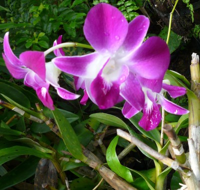 Orchidee_editedneu_edited.JPG