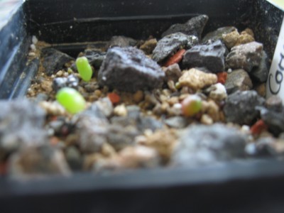 Coryphanta clava.jpg