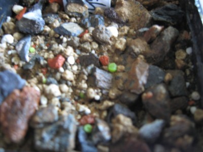 Conophytum.jpg