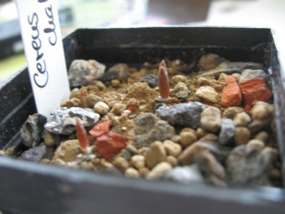 Cereus  chalybaeus.jpg