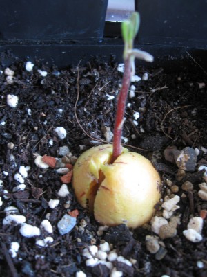 Avocado 1.jpg