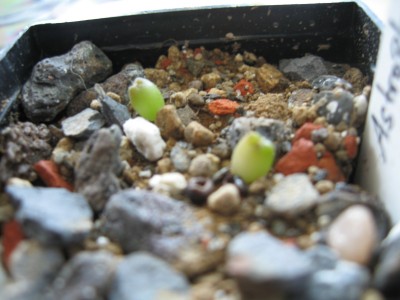 Astrophytum asterias.jpg